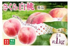 【2026年発送】桃 山梨 秀品 朝どれ 硬い桃 さくら白桃 約 1.0kg 2玉 朝獲れ 大玉 さくら 白桃もも 桃 モモ フルーツ 果物 山梨県産 産地直送 期間限定 季節限定 冷蔵 8月下旬から発送 [韮崎市桃農家の産直 山梨県 韮崎市 20745236]