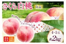 【2026年発送】桃 山梨 良品 朝どれ 硬い桃 さくら白桃 約2.0kg 4∼5玉 朝獲れ 大玉 さくら 白桃 もも 桃 モモ フルーツ 果物 山梨県産 産地直送 期間限定 季節限定 冷蔵 8月下旬から発送 [韮崎市桃農家の産直 山梨県 韮崎市 20745238]