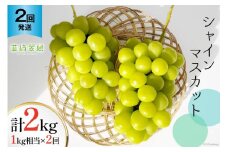 【2026年発送 定期便 】【2回発送】シャインマスカット 予約 1kg 相当× 2回 計 2kg シャイン 山梨 やまなし フルーツ 果物 くだもの ぶどう ブドウ 葡萄 種なし 山梨県産 期間限定 季節限定 NS-1013 [韮崎翠緑 山梨県 韮崎市 20743498]