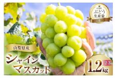 【2026年発送】 シャインマスカット マスカット シャイン ブドウ ぶどう フルーツ 果物 葡萄 種無し 1.2kg (2～3房) 朝採れ 1.2キロ 高品質 厳選 産地直送 季節限定 数量限定 期間限定発送 [OUTTA REACH JAPAN 山梨県 韮崎市 20742860]