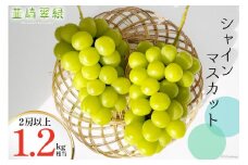 【2025年発送】シャインマスカット 2025 予約 1.2kg 相当 シャイン 山梨 やまなし ぶどう ブドウ 葡萄 マスカット 種なし 果物 フルーツ 山梨県産 産地直送 期間限定 季節限定 冷蔵 NS-1002 韮崎翠緑セレクト [韮崎翠緑 山梨県 韮崎市 20743497]