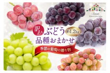 【2025年発送】ぶどう 訳あり 約 1.2kg 食べ比べ 山梨 やまなし ブドウ 季節 葡萄 贈り物 品種 おまかせ  フルーツ 果物 くだもの 山梨県産 期間限定 季節限定 冷蔵  [斎庵 山梨県 韮崎市 20742799]