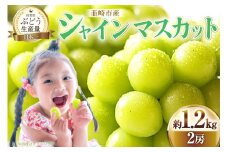 【2025年発送】先行予約 ぶどう シャインマスカット 約1.2kg (2房) 【冷蔵発送】 フルーツ 果物 くだもの ブドウ 葡萄 種なし 1.2キロ 甘い 期間限定 季節限定 JA 厳選 山梨県産 令和7年 8月下旬から [梨北農業協同組合 山梨県 韮崎市 20742921]