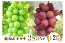 【2025年発送】 葡萄おまかせ 2色 詰合せ 1.2kg以上 【シャインマスカット1房＋赤系葡萄1房】 ぶどう ブドウ 葡萄 セット 詰め合わせ 果物 フルーツ シャインマスカット マスカット 期間限定 季節限定 数量限定 [のすけ農園 山梨県 韮崎市 20742918]