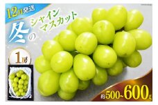 【2025年12月発送】【先行予約】魅惑のおいしさ! 冬のシャインマスカット 1房 (500～600g相当) [韮崎翠緑 山梨県 韮崎市 20742910] NS-1007 シャインマスカット フルーツ 果物 マスカット シャイン ぶどう 葡萄 種無し