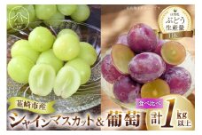 【期間限定発送】 シャインマスカット & 旬のおすすめ 葡萄 粒 計1kg以上 ぶどう ブドウ 葡萄 セット 詰め合わせ 果物 フルーツ シャイン マスカット 期間限定 季節限定 数量限定 山梨[のすけ農園 山梨県 韮崎市 20743052]