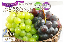 【期間限定発送】ぶどう 先行予約  ぶどう 食べ比べ 2色セット シャインマスカット 2025 予約 巨峰 or ピオーネ 計 2房 約 1.2kg 山梨 やまなし 山梨県産 ブドウ 葡萄 フルーツ 果物 くだもの 期間限定 季節限定  [鈴木ぶどう園 山梨県 韮崎市 20743033]