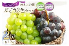 【期間限定発送】ぶどう 先行予約  ぶどう 食べ比べ 2色セット シャインマスカット 2025 予約 巨峰 or ピオーネ 計 2房 約 1.2kg 山梨 やまなし 山梨県産 ブドウ 葡萄 フルーツ 果物 くだもの 期間限定 季節限定  [鈴木ぶどう園 山梨県 韮崎市 20743033]