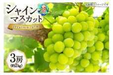 シャインマスカット 2025 予約 高級 3房 約2kgシャインマスカット 山梨 シャイン マスカット やまなし ぶどう ブドウ 葡萄 フルーツ 果物 くだもの 山梨県産  [株式会社Creation farm 山梨県 韮崎市 20743003]