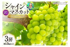 訳あり シャインマスカット 2025 予約 朝採れ  3房 計 1.5kg以上 シャイン マスカット 山梨 やまなし フルーツ 果物 くだもの ブドウ ぶどう 葡萄 山梨県産 訳アリ わけあり 家庭用 [Creation farm 山梨県 韮崎市 20744955]