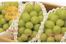 【先行予約】シャインマスカット贅沢定期便 2kg × 2 回　 ALPAJ012