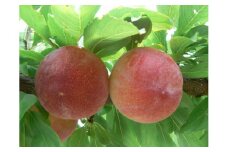 【2025年／令和7年発送先行予約】すもも「サマーエンジェル」10～13玉入り×2箱約3ｋｇ ALPAA015
