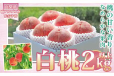 5-53 【2024年発送】山梨県産 採れたて完熟桃 白桃系2kg以上（5～8玉）ふるさと納税　ALPAI029