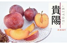 【先行予約】高級スモモ【貴陽】1.8kg 相当　 ALPAJ016