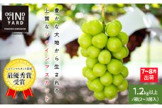 【2025年先行予約_7月上旬～発送】山梨県産早期出荷シャインマスカット １．2ｋｇ以上／箱　２～３房入 ALPAK010｜おすすめ 人気 山梨県 産地直送 フルーツ 果物 くだもの ブドウ ぶどう シャイン マスカット くだもの 国産 葡萄 新鮮