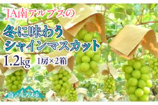 ＜2025年発送先行予約＞冬に味わうシャインマスカット1.2ｋｇ ALPAA040