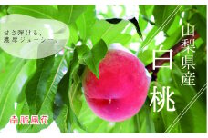 【先行予約】山梨県産白桃1.8kg相当 ALPAJ018