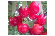 5-300 南アルプス市産　紅秀峰５００ｇ(２Ｌサイズ以上)　ALPCM004 / さくらんぼ　サクランボ　紅秀峰　フルーツ　山梨県　山梨　南アルプス市