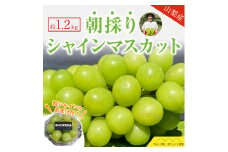【粒シャイン付！】＜2025年発送分先行予約＞シャインマスカット2房（約1.2ｋｇ） ALPAQ001 | 山梨県産シャインマスカット シャイン フルーツ 山梨 くだもの 大粒 人気 厳選 ブドウ ぶどう 葡萄 粒シャイン |