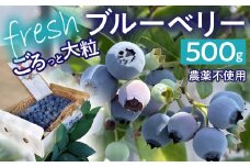 【2025年発送先行予約】南アルプス市産　【農薬不使用】ごろっと大粒フレッシュブルーベリー　500ｇ入り　ALPBL002
