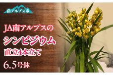 ＜2025年発送先行予約＞南アルプス市育ちのシンビジウム6.5号鉢　1鉢 ALPAA044