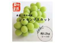 〈先行予約〉シャイマスカット約1.2kg入り（粒シャイン付き） ALPAO004