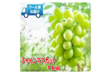 安心のクール便発送　収穫当日に産地直送　シャインマスカット　1kg（2房）　ALPDB001