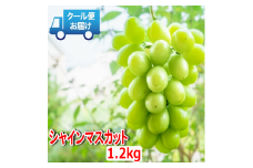 安心のクール便発送　収穫当日に産地直送　シャインマスカット　1.2kg（2房）　ALPDB002