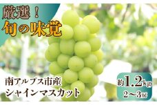 【25年発送先行予約】厳選！南アルプス市産　シャインマスカット　約1.2kg（2～3房） ALPDD009