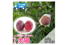 【令和7年発送先行予約】クール便　収穫当日に発送　プラム　太陽　1.5kg　10～12玉 ALPDG002