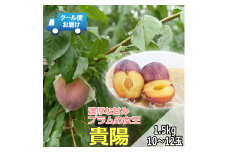 【令和7年発送先行予約】 クール便　収穫当日に発送　　プラムの女王　貴陽　1.5kg　10～12玉 ALPDG007