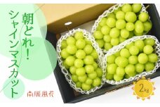 【先行予約】朝採れ！シャインマスカット2㎏　 ALPAJ023