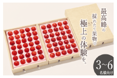 ＜2025年発送分先行予約＞山梨県産 大粒さくらんぼ“佐藤錦”2L,3Lサイズ 70粒入 ALPAL016
