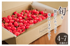 ＜2025年発送分先行予約＞山梨県産 たっぷりバラ詰めさくらんぼ 1.6kg　 M,Lサイズ ALPAL022