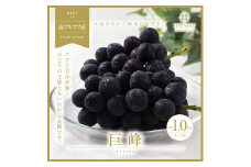 ＜2025年発送分先行予約＞南アルプス市産　旬の採れたて巨峰　2～3房入り　約1kg ALPAH011