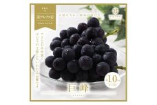 ＜2026年発送分先行予約＞南アルプス市産　旬の採れたて巨峰　2～3房入り　約1kg ALPAH011