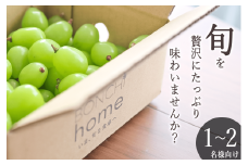 ＜先行予約2025年＞南アルプス市産 たっぷり粒詰めシャインマスカット 約500g ALPAL011
