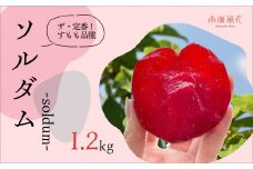 ＜2025年発送分先行予約＞農家直送！すもも　ソルダム約1.2kg ALPAJ007