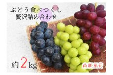 ＜2025年発送分先行予約＞皮ごと食べられる！希少ぶどう3色特別詰め合わせ約2.0㎏ ALPAJ009
