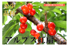 5-297 南アルプス市産　アルプス紅扇　２４個入り（２Ｌ以上） ALPCM001 / さくらんぼ アルプス紅扇 山梨県 南アルプス市