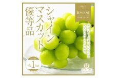 ＜2025年発送分先行予約＞山梨県南アルプス市産シャインマスカット　優等品　約1ｋｇ　2～3房 ALPAH008