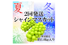 ＜2025年発送分先行予約＞夏冬の全2回発送　山梨県南アルプス市産　シャインマスカット定期便　約1.0kg×2回　2～3房入り ALPAH001