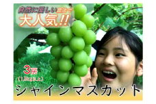 ＜2025年発送先行予約＞【自然に優しいシャインマスカット３房】栽培期間中の農薬節減で美味しいシャインマスカット(１.５kg以上) ALPEF001