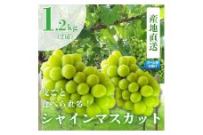 6-185 新鮮なフルーツをクール便発送　シャインマスカット　1.2kg（2房）　ALPEA004