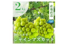 6-186 新鮮なフルーツをクール便発送　シャインマスカット　2kg（3～4房）　ALPEA005