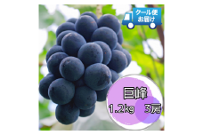 クール便で新鮮にお届け！　巨峰　1.2㎏　3房 ALPEG001