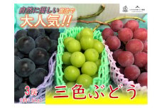 6-202 【葡萄3色セット】栽培期間中の農薬削減 シャインマスカット＆赤ぶどう＆黒ぶどう(各食1房、計3房入り)　ALPEF007