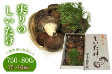 6-201 ご贈答にもピッタリ！！「実りのしいたけ」15個～18個（750g～800g程度）　ALPEK001