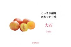 【2025年先行予約】お菓子作りには絶対コレ！【大石】おうち用（すもも）お試しセット　約15玉 ALPDS004  | すもも フルーツ くだもの 果物 季節の果物 大石 高級 山梨 南アルプス