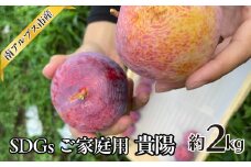 ＜2025年発送分先行予約＞SDGs ご家庭用 貴陽 約2.0kg ALPAJ043